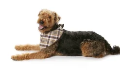Burda Schnittmuster 7752 Hundemantel
