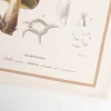 Geschirrtücher 3er Set Pilze aus Baumwolle 50x70cm