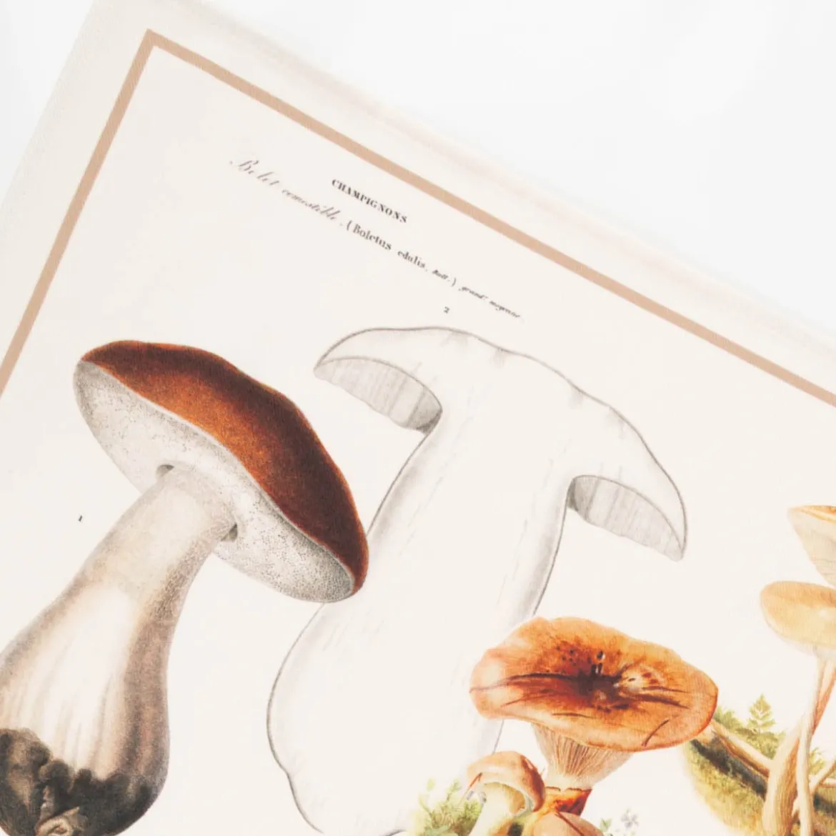 Geschirrtücher 3er Set Pilze aus Baumwolle 50x70cm