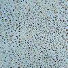 Jeansstoff Baumwollstoff Leo-Print hellblau goldfarbig 1,48m Breite