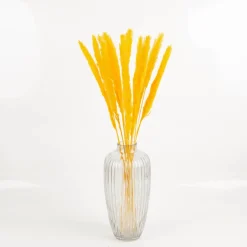 Pampasgras getrocknet Bund mit 15 Stilen gelb 70-80cm von Werner Voss