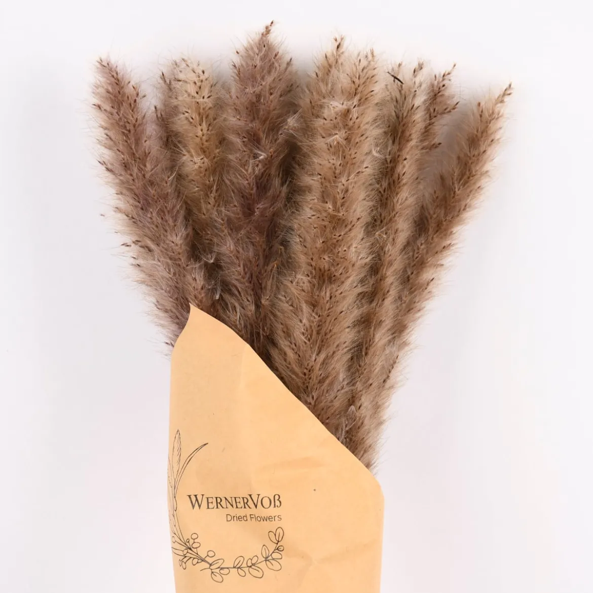 Pampasgras getrocknet Naturmaterialien natur ca.80cm