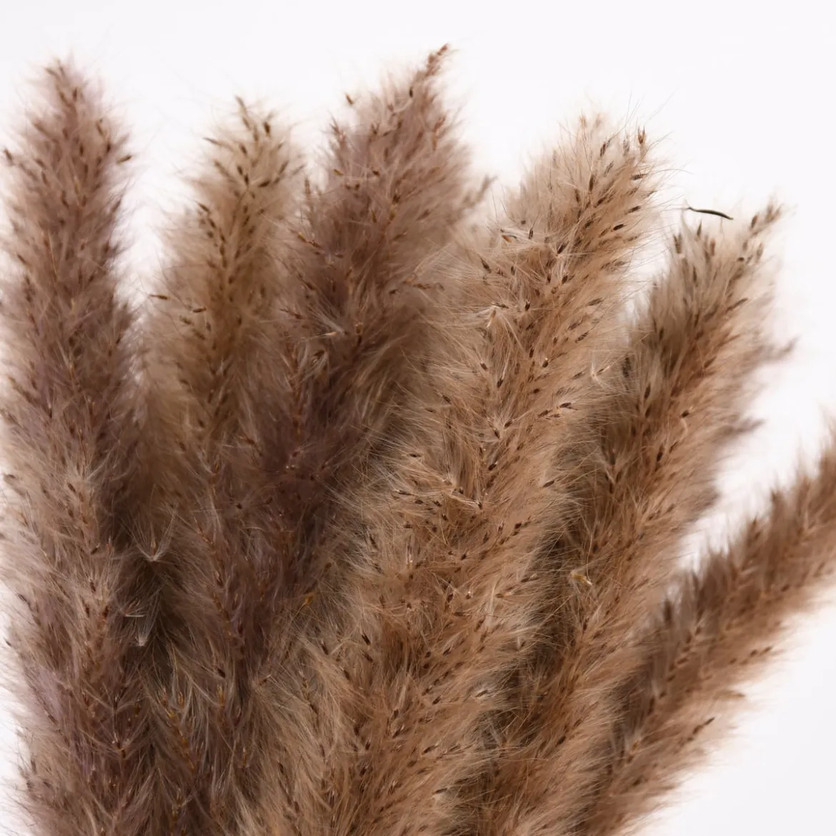 Pampasgras getrocknet Naturmaterialien natur ca.80cm