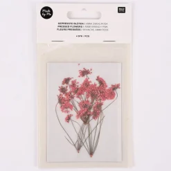 Rico Design Gepresste Blüten Ammi Zweig 4 Stück rosa grün